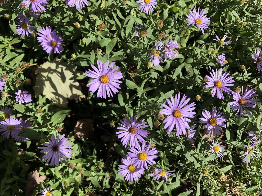 Photo of Symphyotrichum oblongifolium - Flowers (Durham County, NC)-Fall:Andrea Laine