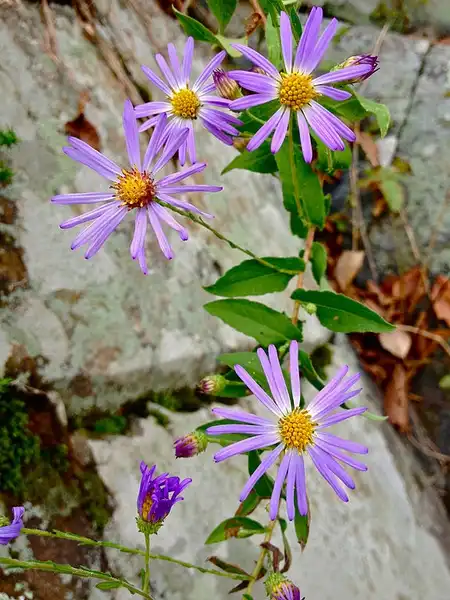 Фото Symphyotrichum patens (Symphyotrichum patenss)