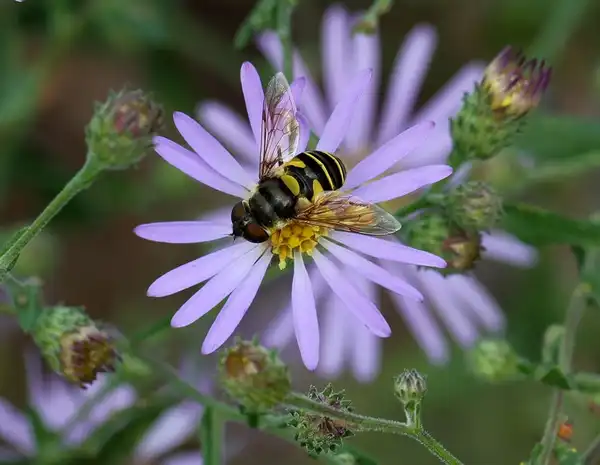Фото Symphyotrichum patens (Symphyotrichum patenss)