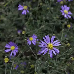 Фото Symphyotrichum patens - Symphyotrichum patens:Debbie Roos