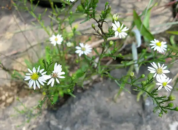 Photo of Symphyotrichum pilosum (Symphyotrichum pilosums)