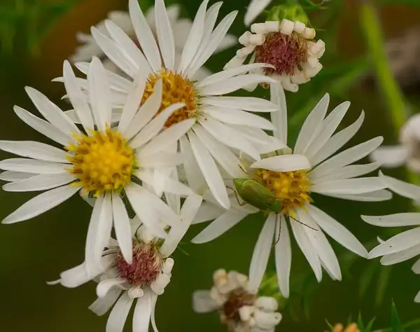 Photo of Symphyotrichum pilosum (Symphyotrichum pilosums)