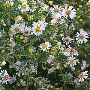 Photo of Symphyotrichum pilosum - Symphyotrichum pilosum:Debbie Roos