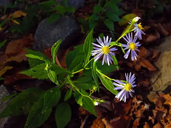 Фото Symphyotrichum prenanthoides (Symphyotrichum prenanthoidess)