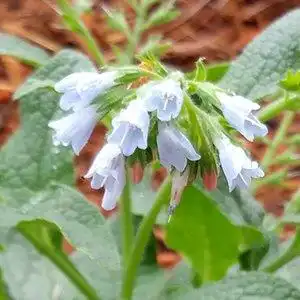 Foto de Symphytum grandiflorum (Symphytum grandiflorums)