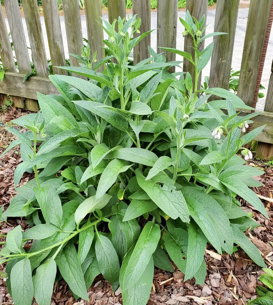 Photo of Symphytum officinale (Symphytum officinales)