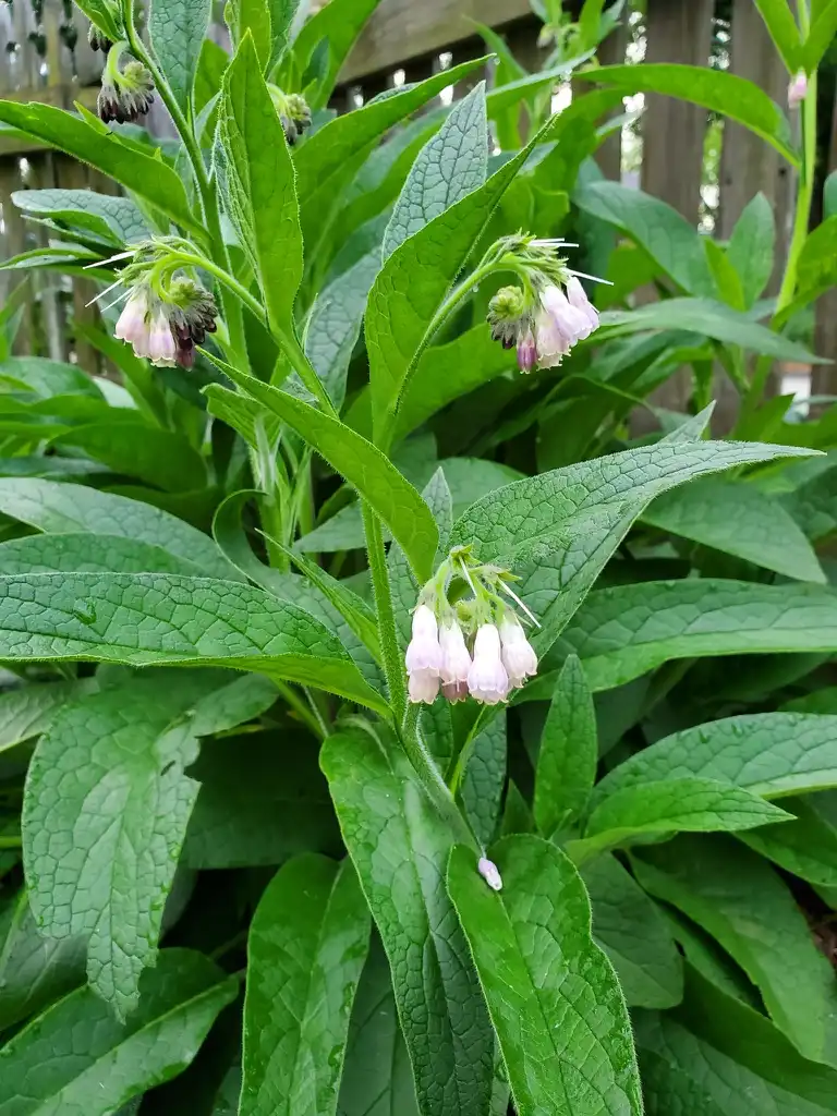 Photo of Symphytum officinale (Symphytum officinales)