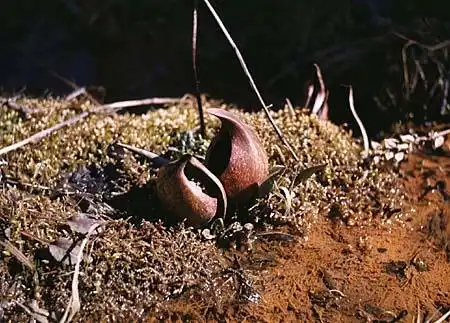 Foto de Symplocarpus foetidus (Symplocarpus foetiduss)