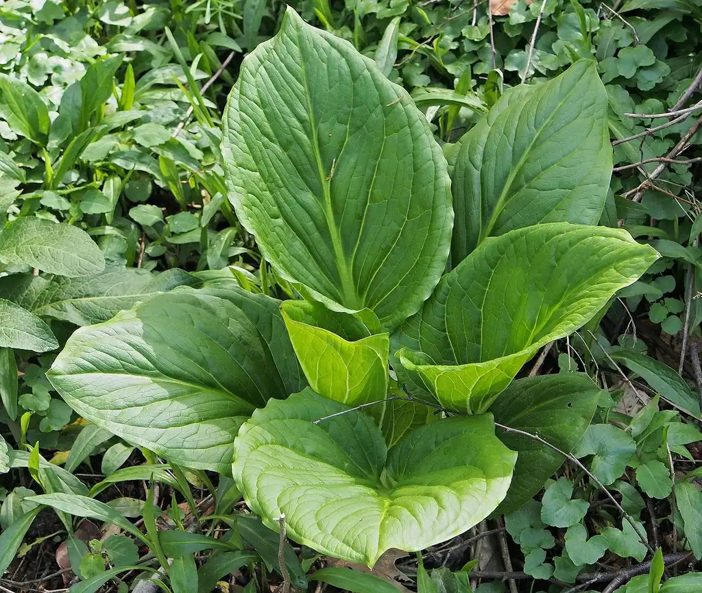 Foto de Symplocarpus foetidus (Symplocarpus foetiduss)