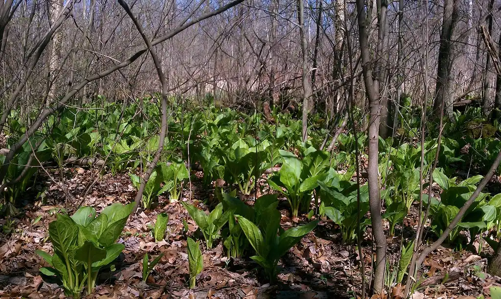 Foto de Symplocarpus foetidus - Symplocarpus foetidus:Cmadler