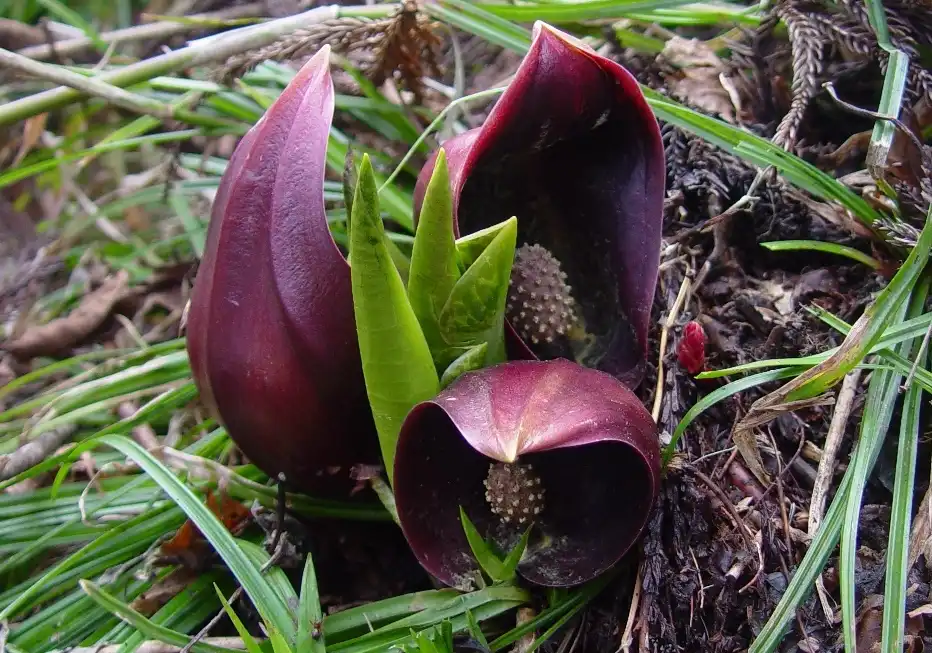 Foto de Symplocarpus foetidus - Symplocarpus foetidus: