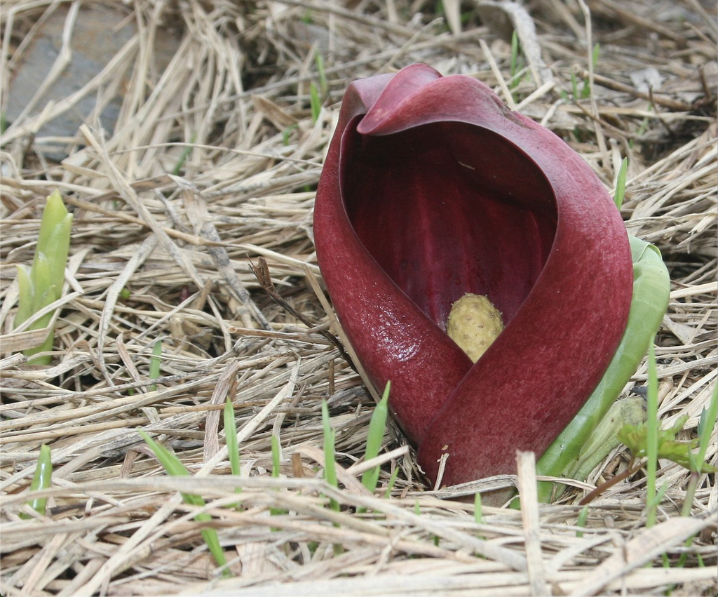 Foto de Symplocarpus foetidus - Symplocarpus foetidus:Alpsdake