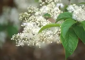Photo of Symplocos paniculata (Symplocos paniculatas)