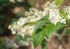Photo of Symplocos paniculata (Symplocos paniculatas)