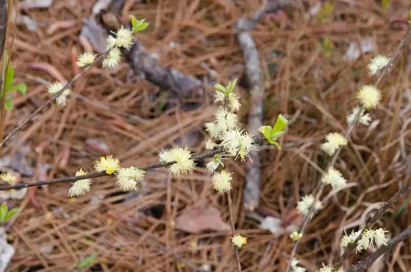Фото Symplocos tinctoria (Symplocos tinctorias)