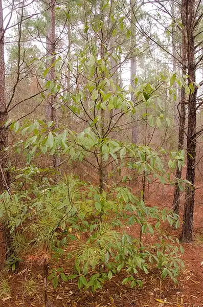 Фото Symplocos tinctoria (Symplocos tinctorias)