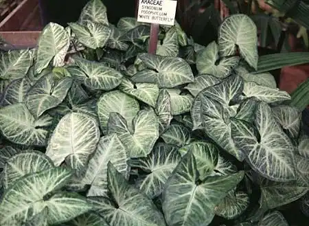 Photo of Syngonium podophyllum (Syngonium podophyllums)