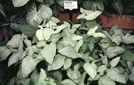Photo of Syngonium podophyllum (Syngonium podophyllums)