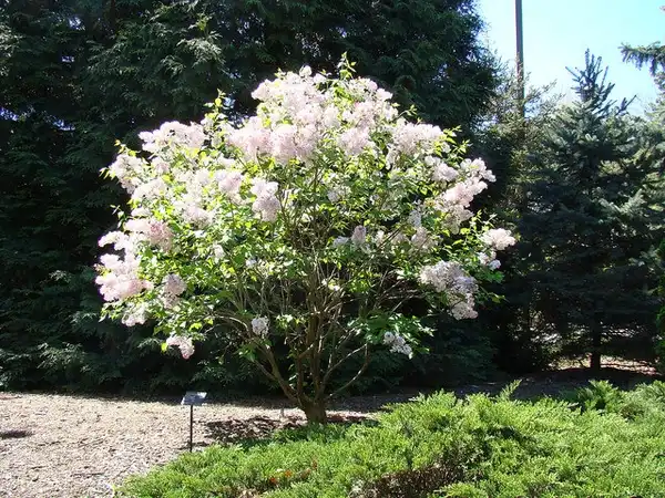 Photo of Syringa oblata (Syringa oblatas)