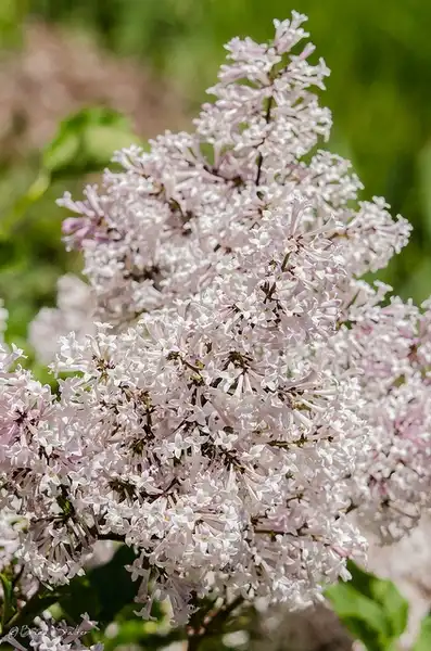 Фото Syringa pubescens subsp. patula (Syringa pubescens subsp. patulas)