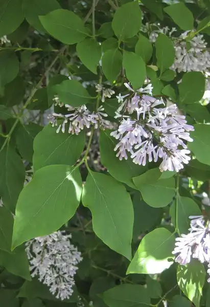 Фото Syringa pubescens subsp. patula (Syringa pubescens subsp. patulas)