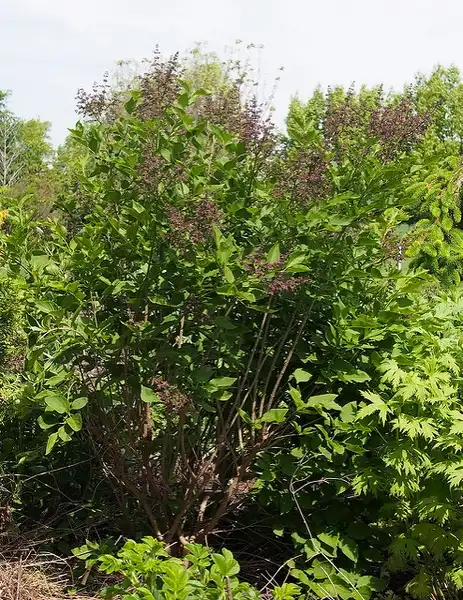Фото Syringa pubescens subsp. patula - Syringa patula 'Miss Kim':Photo by F. D. Richards