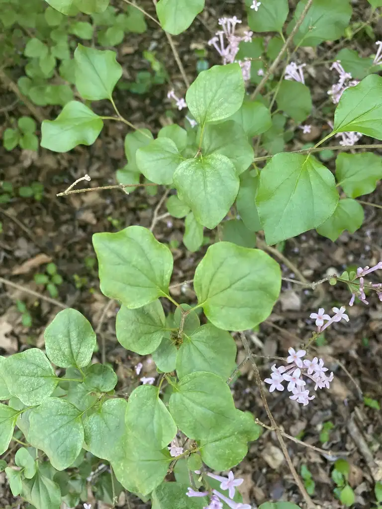 Фото Syringa pubescens subsp. patula - 'Miss Kim' Foilage (Pittsboro, NC):Cynthia Lauderdale