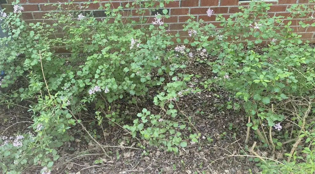 Фото Syringa pubescens subsp. patula - "Miss Kim' Full Form (Pittsboro, NC):Cynthia Lauderdale