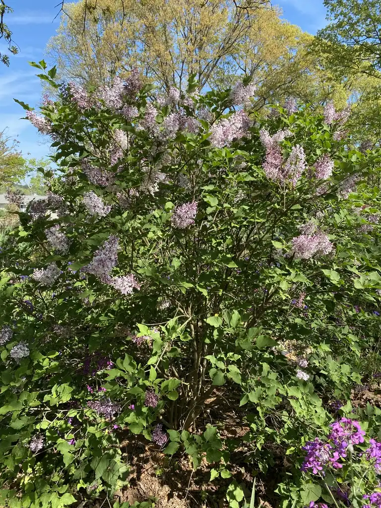 Фото Syringa pubescens subsp. patula - 'Miss Kim' Full Form (Davidson, NC)-April:Kathy Sill