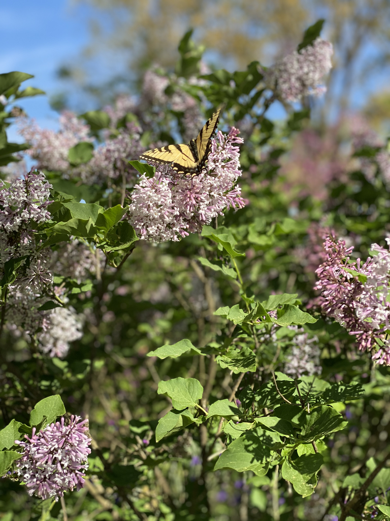 Фото Syringa pubescens subsp. patula - Butterfly on Flower (Davidson County,NC)-April:Kathy Sill