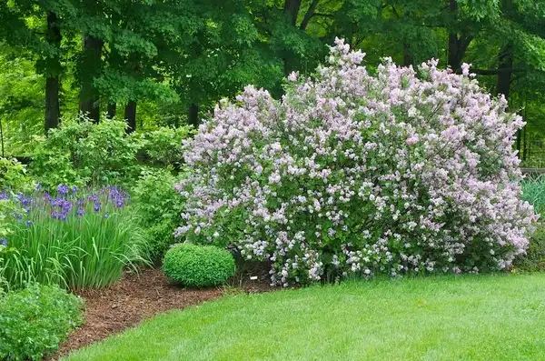 Photo of Syringa pubescens subsp. pubescens (Syringa pubescens subsp. pubescenss)