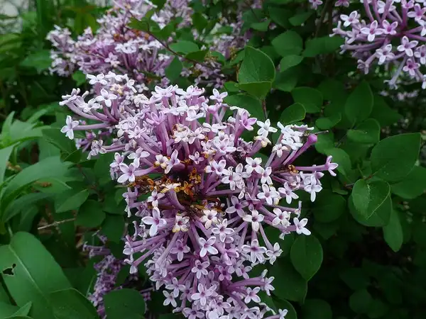 Photo of Syringa pubescens subsp. pubescens (Syringa pubescens subsp. pubescenss)