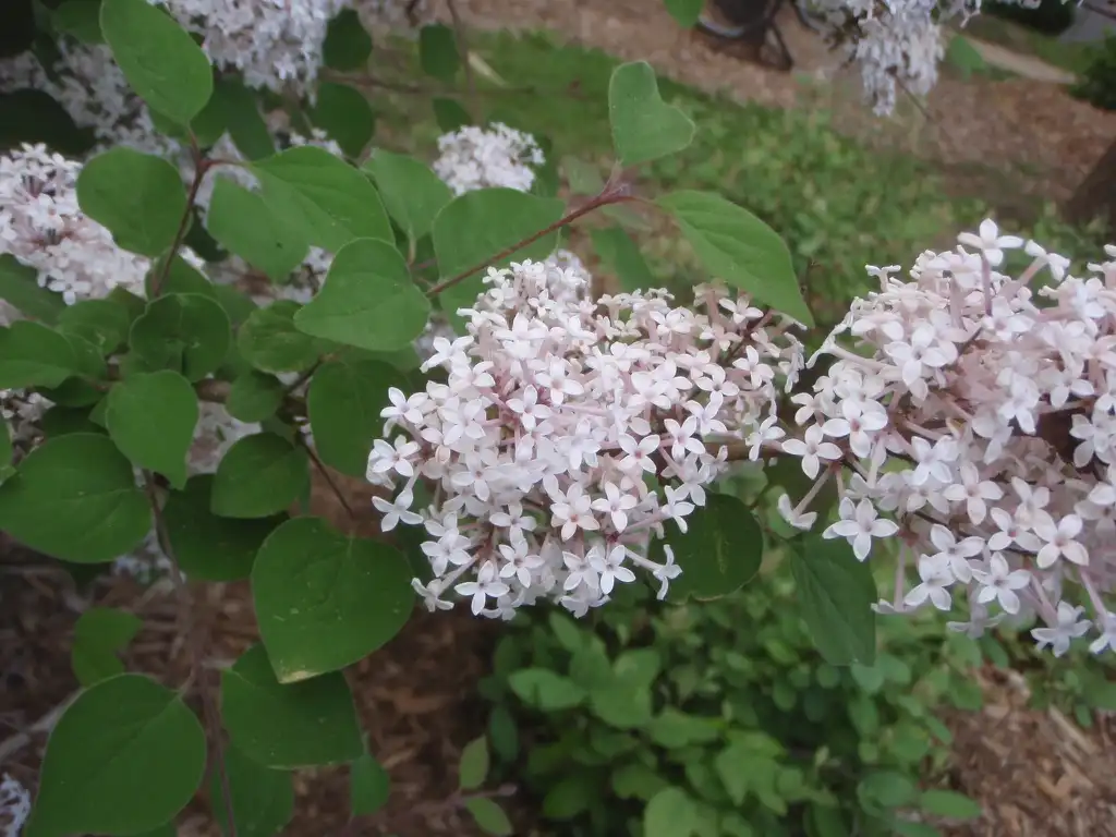Photo of Syringa pubescens subsp. pubescens - Flower and Leaves Close-up:Jim Robbins