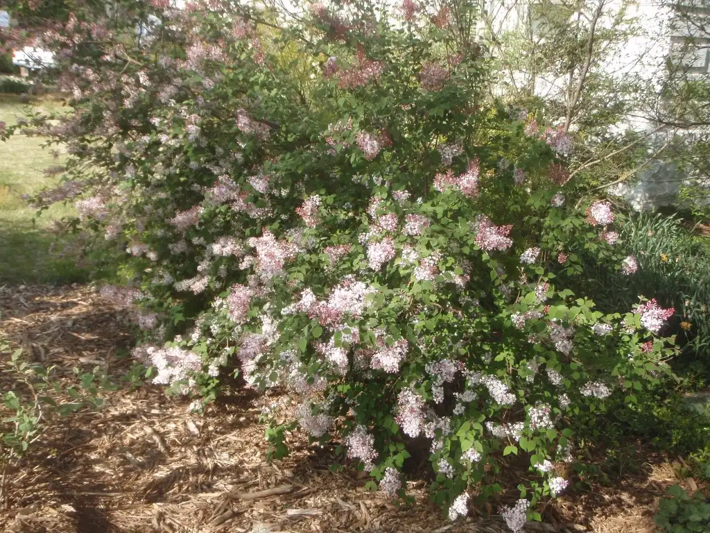 Photo of Syringa pubescens subsp. pubescens - Flower Form:Jim Robbins