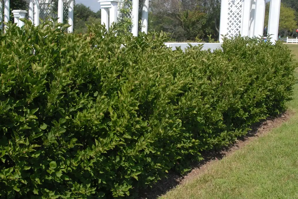 Photo of Syringa pubescens subsp. pubescens - Form:Jim Robbins