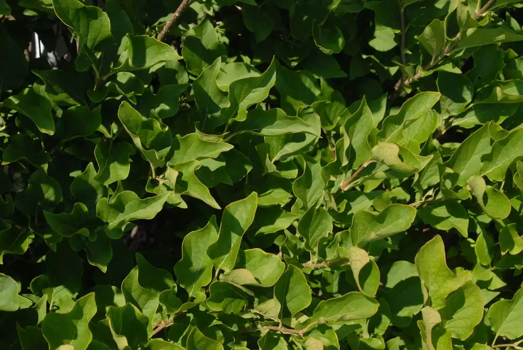 Photo of Syringa pubescens subsp. pubescens - Leaves:Jim Robbins