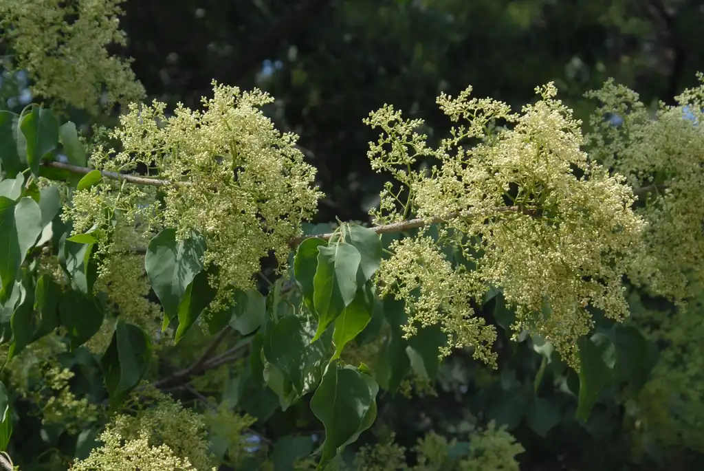 Фото Syringa reticulata subsp. pekinensis (Syringa reticulata subsp. pekinensiss)