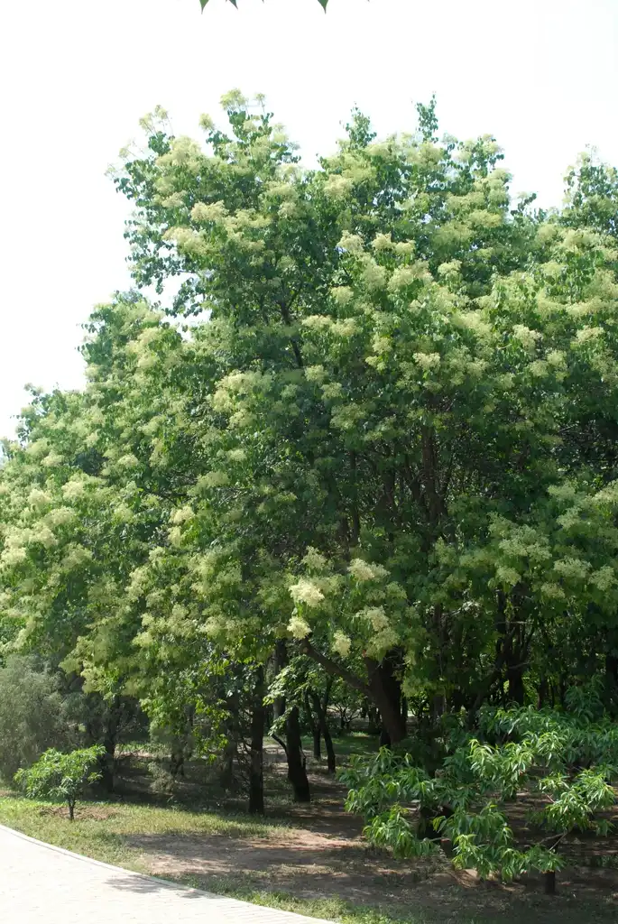 Фото Syringa reticulata subsp. pekinensis - Pre Flower Form:Jim Robbins