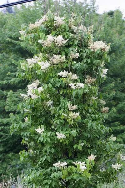 Photo of Syringa reticulata subsp. reticulata (Syringa reticulata subsp. reticulatas)