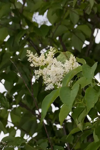 Photo of Syringa reticulata subsp. reticulata (Syringa reticulata subsp. reticulatas)