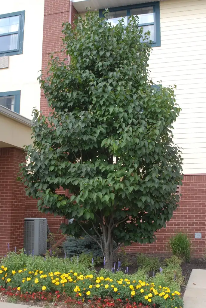 Photo of Syringa reticulata subsp. reticulata - Form:Jim Robbins