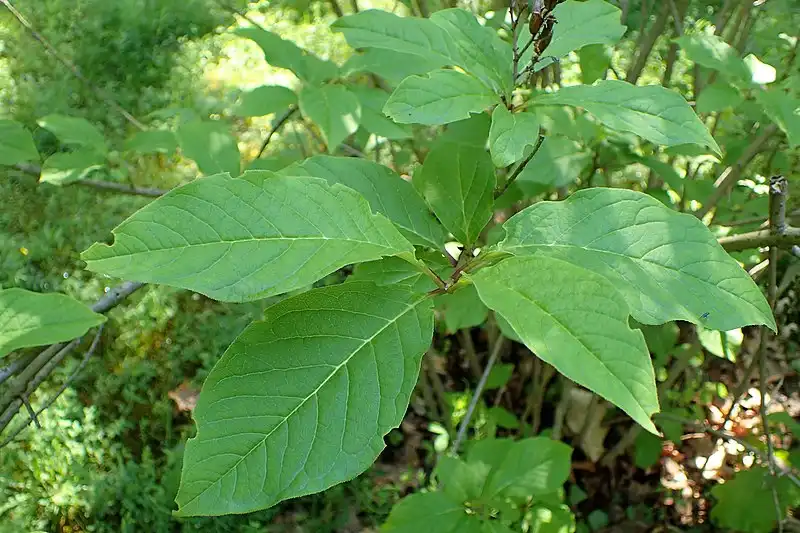 Photo of Syringa villosa (Syringa villosas)