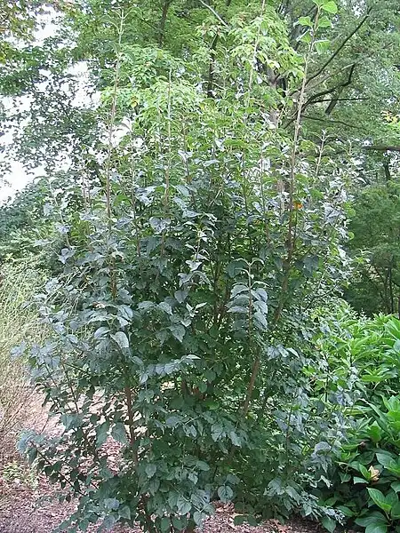 Photo of Syringa villosa (Syringa villosas)