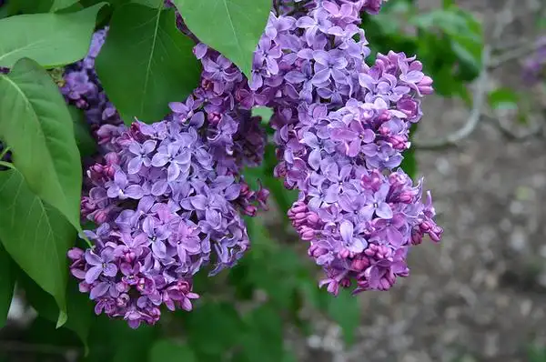 Фото Syringa vulgaris (Syringa vulgariss)