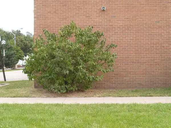 Фото Syringa vulgaris (Syringa vulgariss)