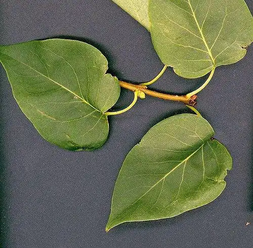 Фото Syringa vulgaris - Leaves:Maggie