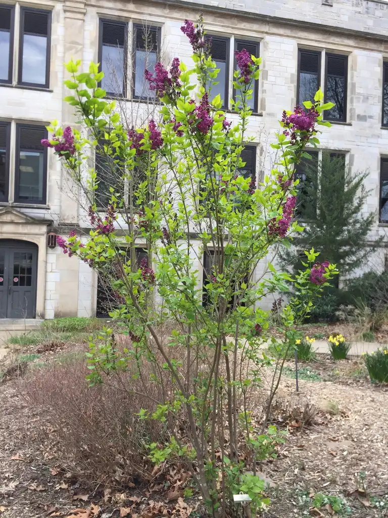 Фото Syringa vulgaris - Form:Jim Robbins