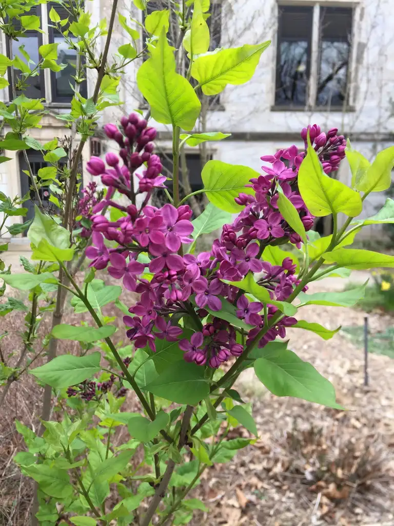 Фото Syringa vulgaris - Leaf and flower:Jim Robbins