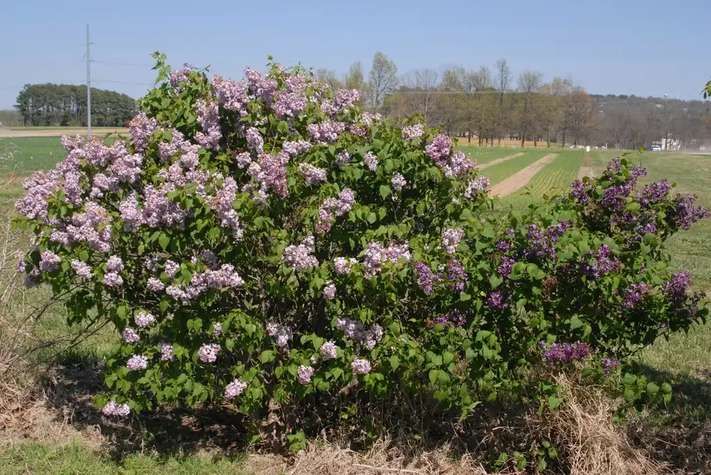 Фото Syringa vulgaris - Flower Form:Jim Robbins