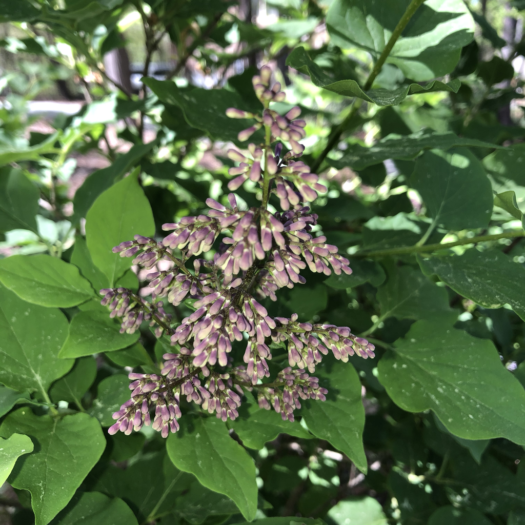 Фото Syringa vulgaris - Flower Bud (Durham County,NC)- Spring:Andrea Laine